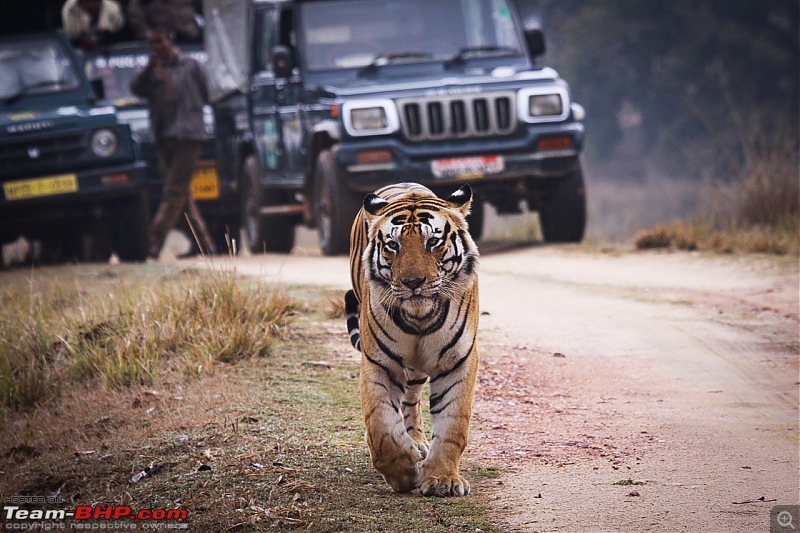 Reflections on Wildlife Addictions "Pench and Kanha National Park"-51.jpg