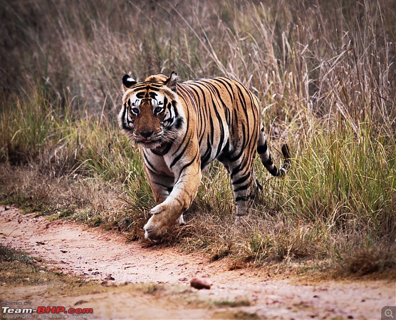 Reflections on Wildlife Addictions "Pench and Kanha National Park"-52.jpg