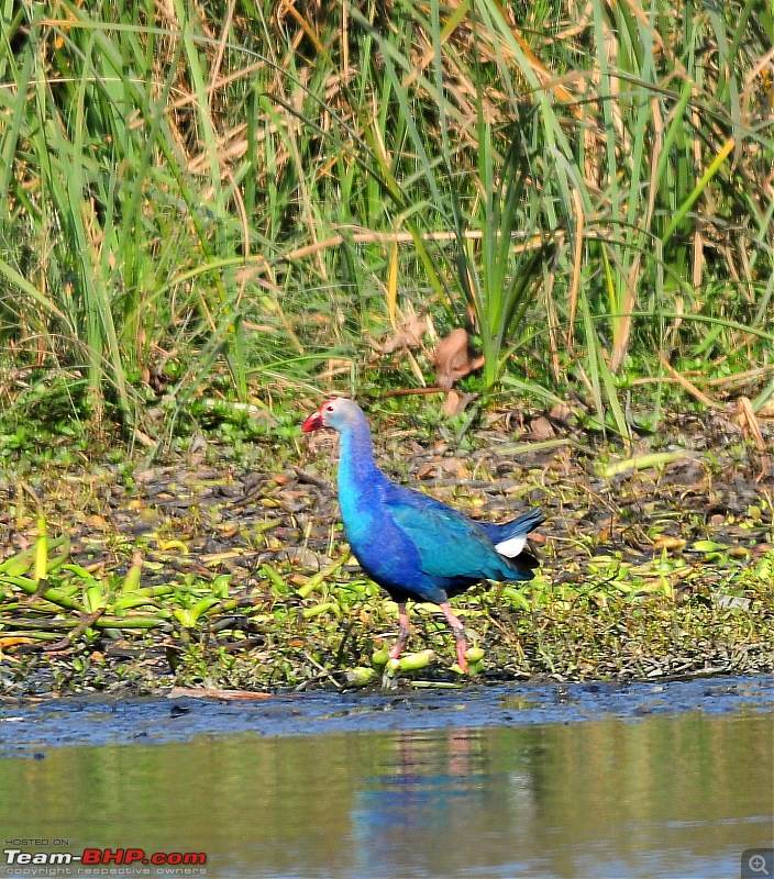 Visit to Okhla Bird Sanctuary, New Delhi-5883.jpg