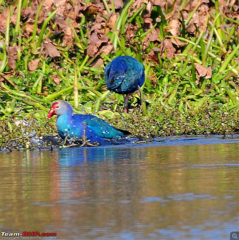 Visit to Okhla Bird Sanctuary, New Delhi-5889.jpg