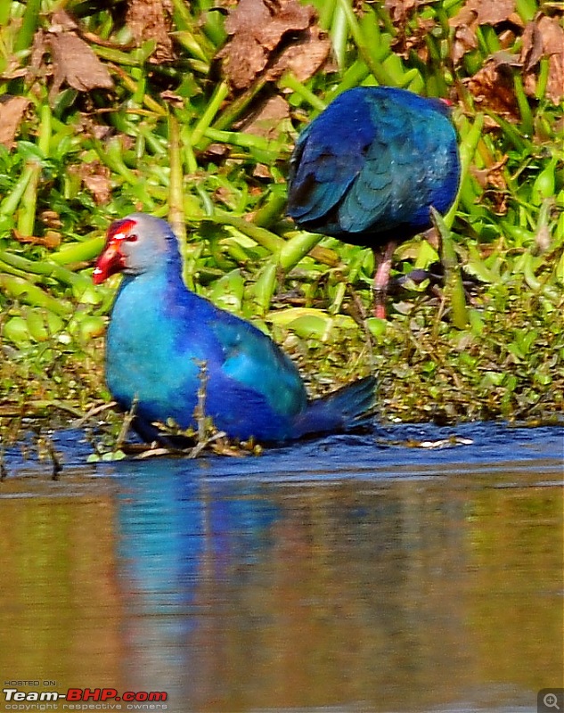 Visit to Okhla Bird Sanctuary, New Delhi-5893.jpg