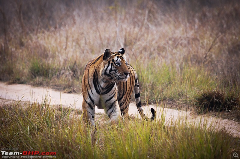 Reflections on Wildlife Addictions "Pench and Kanha National Park"-54.jpg