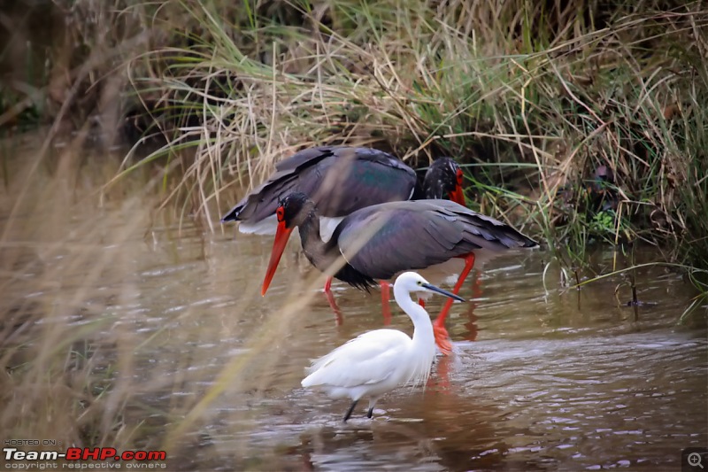 Reflections on Wildlife Addictions "Pench and Kanha National Park"-61.jpg