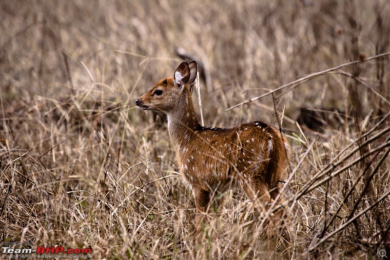 Reflections on Wildlife Addictions "Pench and Kanha National Park"-69.jpg