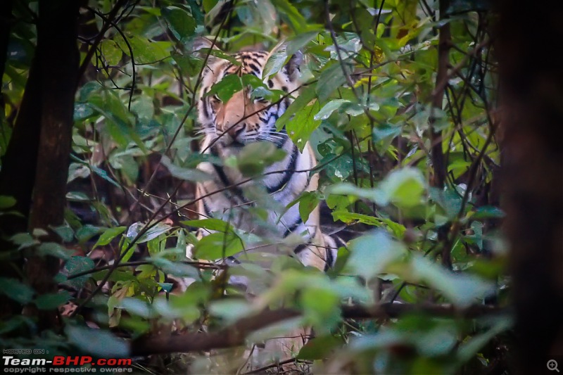 Reflections on Wildlife Addictions "Pench and Kanha National Park"-72.jpg