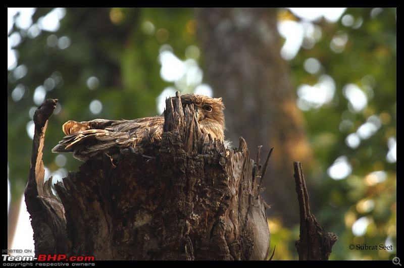 Bandhavgarh - A Different Perspective-fish-owl171-copy.jpg