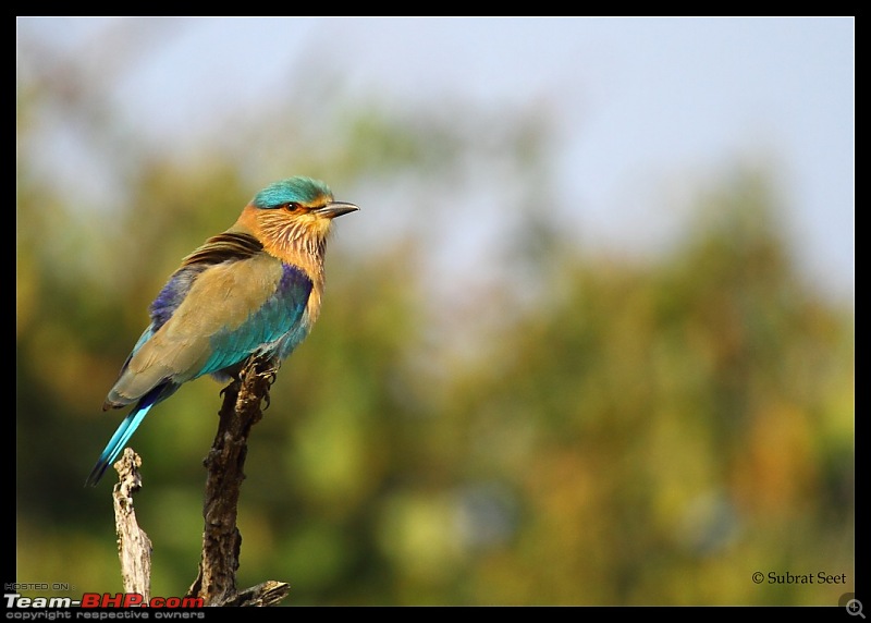 Bandhavgarh - A Different Perspective-roller-feb-201214-copy.jpg