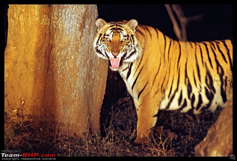 Bandhavgarh - A Different Perspective-chorbehra-male-tig-feb-2012105-copy.jpg