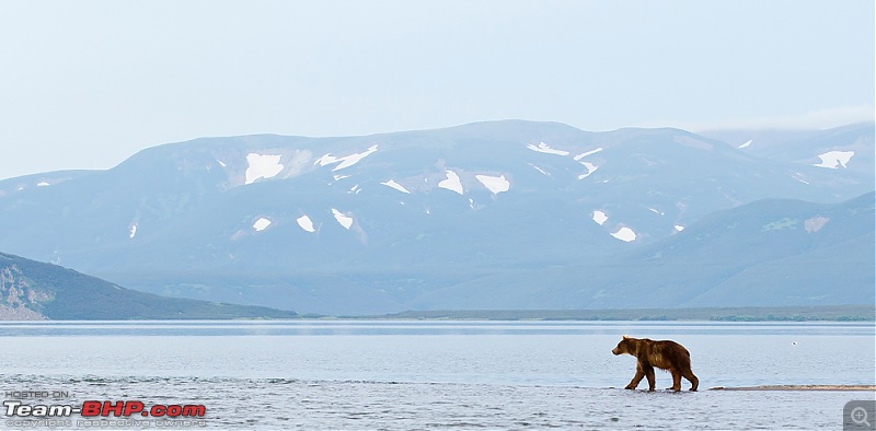Bears, Volcanoes & what not, Far East Russia: Photologue-_a0r6263.jpg