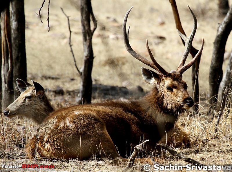 Ranthambhore National Park - Tigers and More!-img_7642_1.jpg