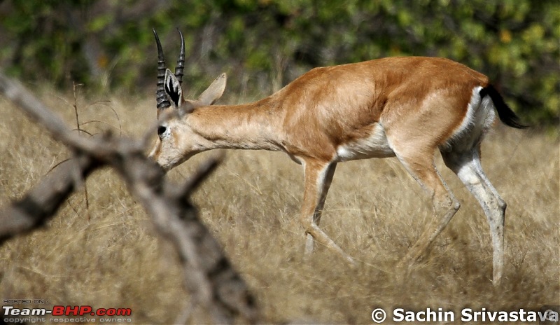 Ranthambhore National Park - Tigers and More!-img_7650.jpg