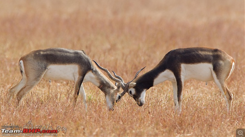 Khushboo Gujarat Ki - A road trip to the birding paradise-velavadar-03.jpg