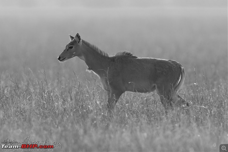 Khushboo Gujarat Ki - A road trip to the birding paradise-velavadar-05.jpg