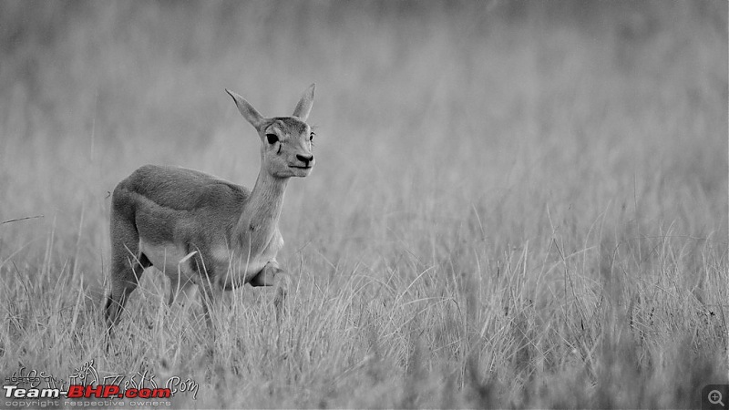 Khushboo Gujarat Ki - A road trip to the birding paradise-velavadar-19.jpg