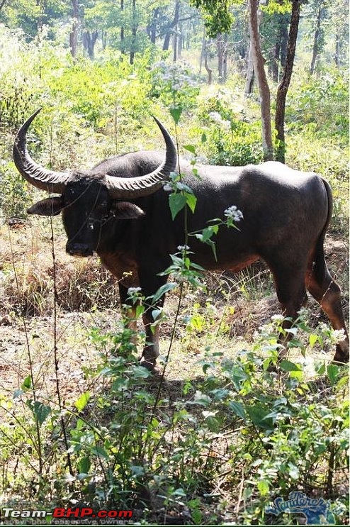 In search of the State Animal of Chhattisgarh - Wild Bufallo a.k.a. Jungly/Von Bhaisa-chhattisgarhwild-buffalo2.jpg