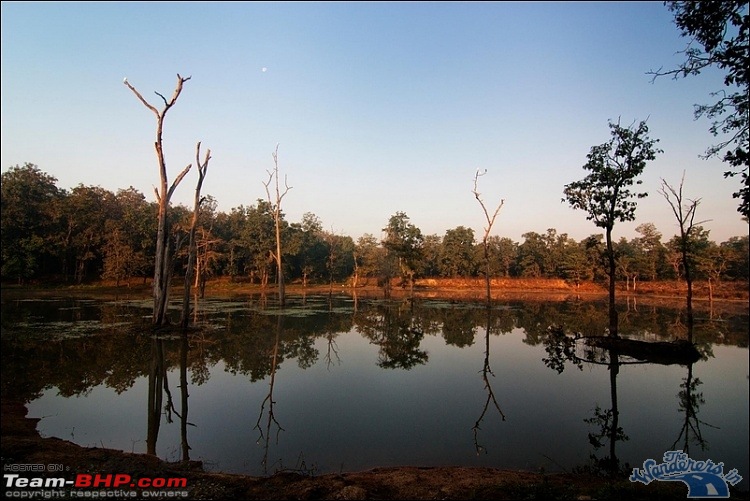 In search of the State Animal of Chhattisgarh - Wild Bufallo a.k.a. Jungly/Von Bhaisa-image00007.jpg