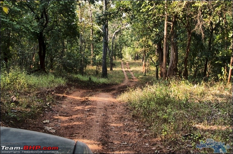 In search of the State Animal of Chhattisgarh - Wild Bufallo a.k.a. Jungly/Von Bhaisa-image000133.jpg