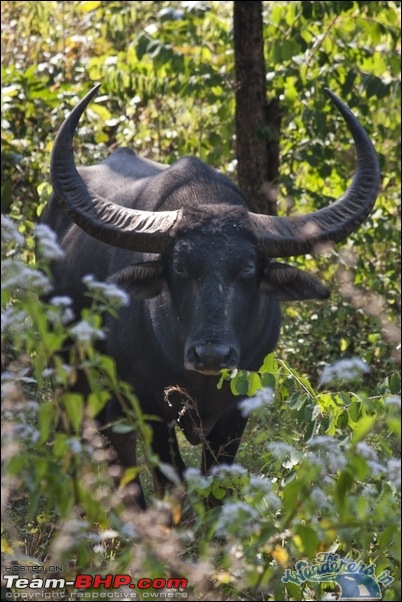 In search of the State Animal of Chhattisgarh - Wild Bufallo a.k.a. Jungly/Von Bhaisa-image00050.jpg
