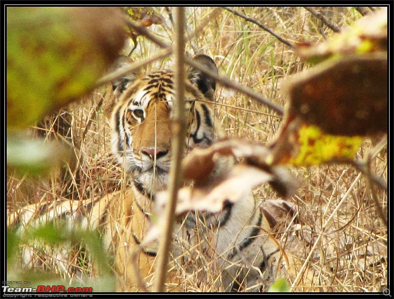 Season 2011-2012 : Independent Tiger monitoring at Pench & Tadoba Tiger reserves-1.jpg