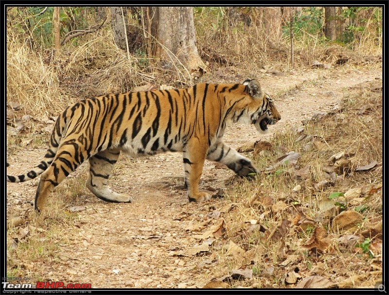 Season 2011-2012 : Independent Tiger monitoring at Pench & Tadoba Tiger reserves-2.jpg
