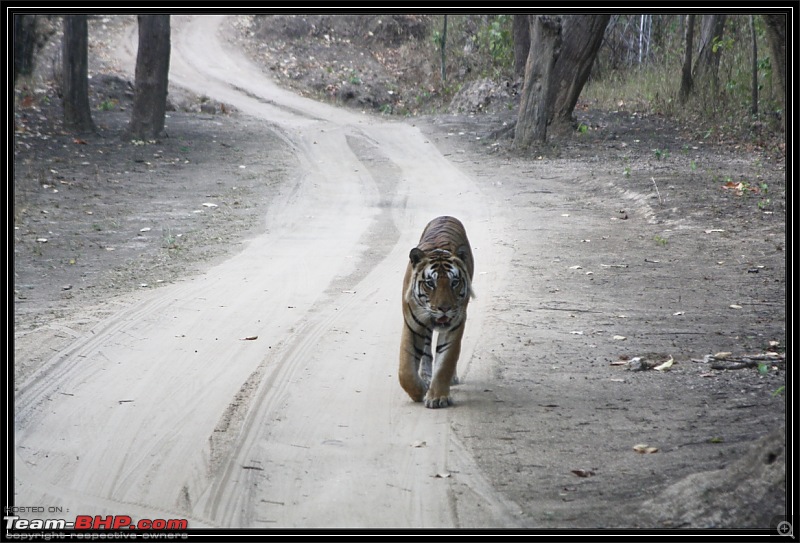 Season 2011-2012 : Independent Tiger monitoring at Pench & Tadoba Tiger reserves-img_2586.jpg