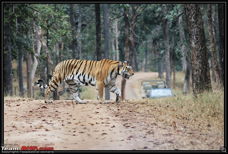 Season 2011-2012 : Independent Tiger monitoring at Pench & Tadoba Tiger reserves-img_0873.jpg