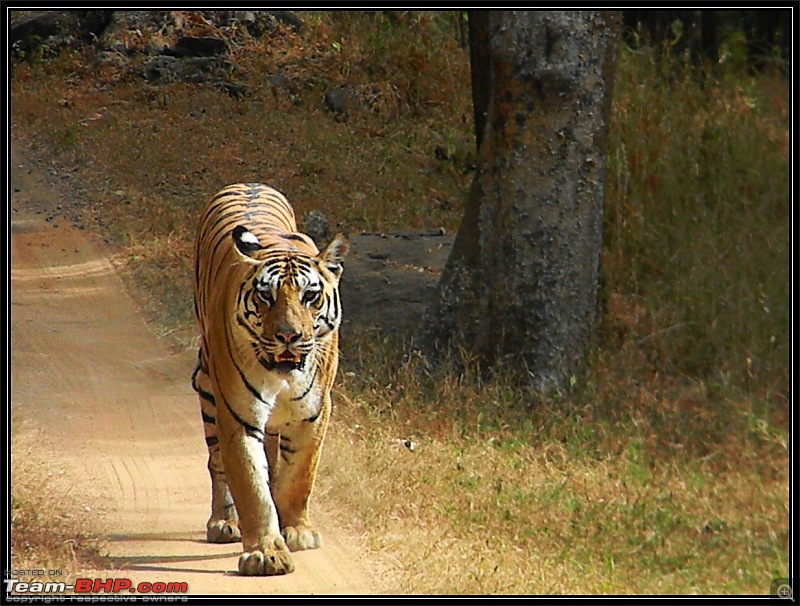 Season 2011-2012 : Independent Tiger monitoring at Pench & Tadoba Tiger reserves-dscn01232.jpg