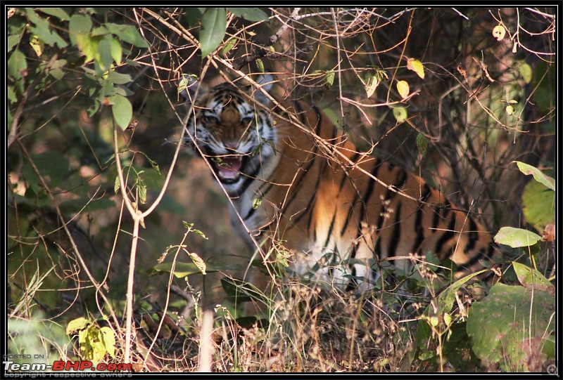 Season 2011-2012 : Independent Tiger monitoring at Pench & Tadoba Tiger reserves-img_0355.jpg