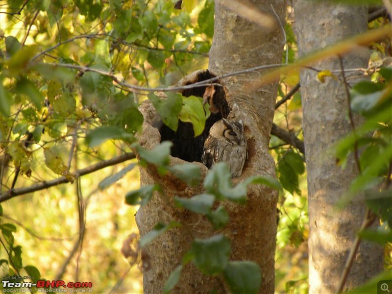 When Bagheera met Shere Khan - Trip To The Heart Of Incredible India-dscn4284.jpg