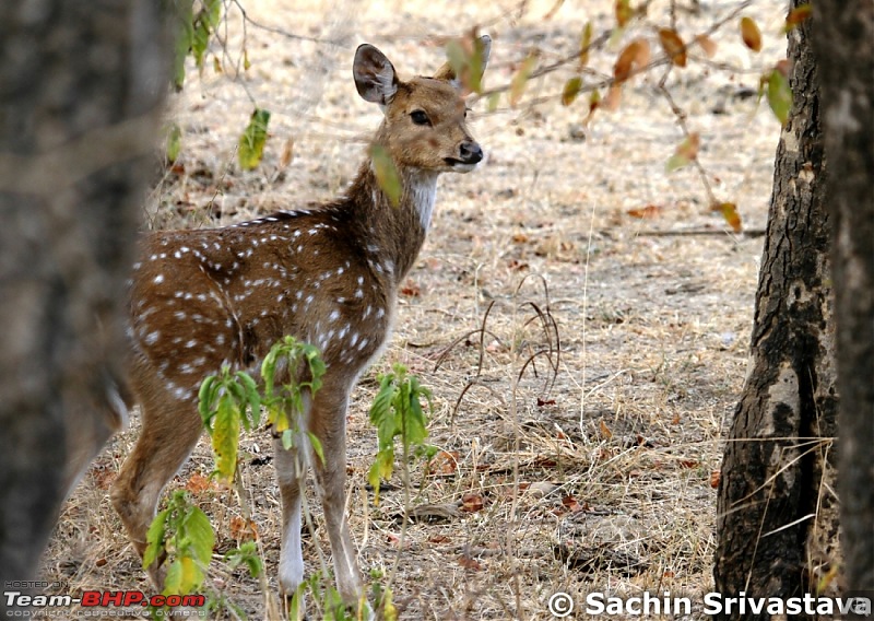 Sariska Tiger Reserve - Land of Tigers? Quick getaway from Gurgaon-img_6533.jpg