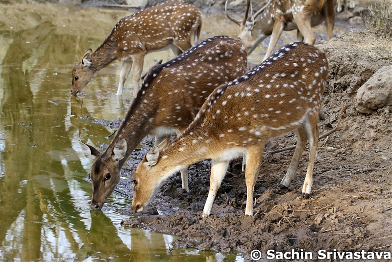 Sariska Tiger Reserve - Land of Tigers? Quick getaway from Gurgaon-img_6620.jpg