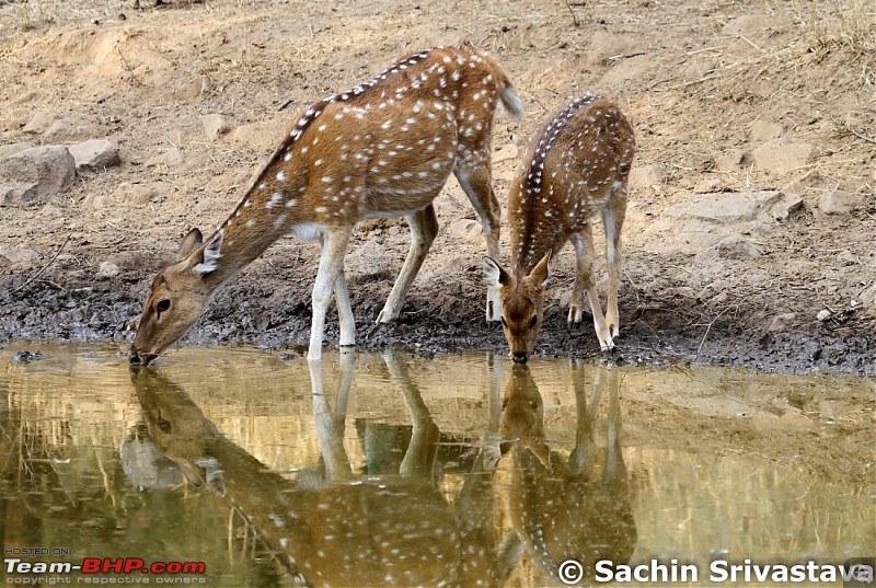 Sariska Tiger Reserve - Land of Tigers? Quick getaway from Gurgaon-img_6625.jpg