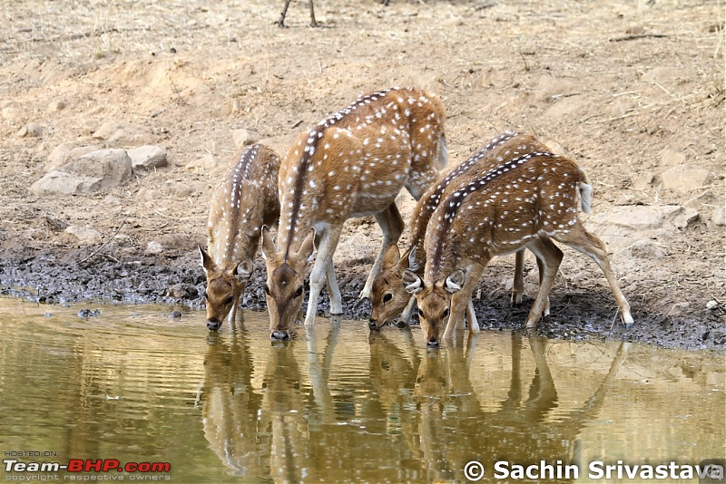 Sariska Tiger Reserve - Land of Tigers? Quick getaway from Gurgaon-img_6630.jpg