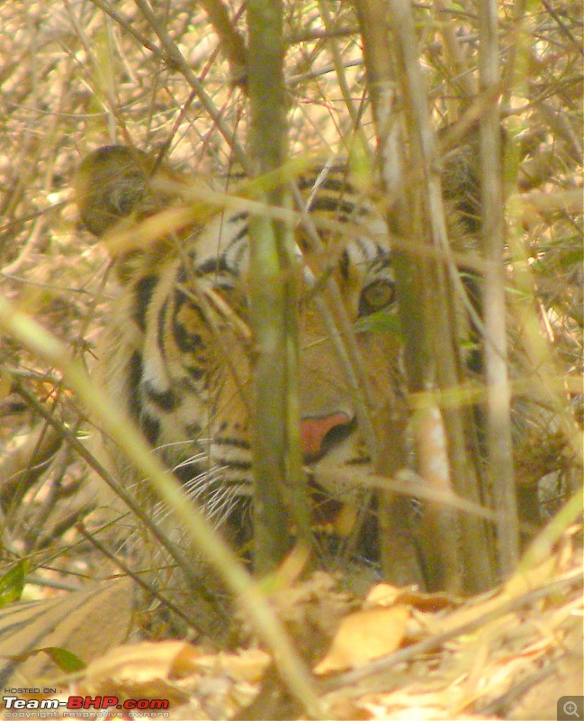 When Bagheera met Shere Khan - Trip To The Heart Of Incredible India-dscn4307.jpg