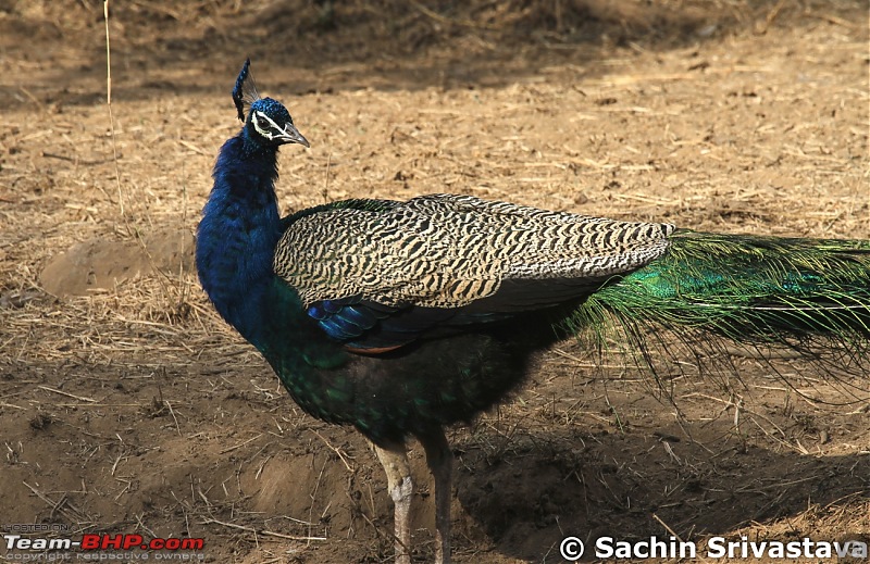 Sariska Tiger Reserve - Land of Tigers? Quick getaway from Gurgaon-img_6689.jpg