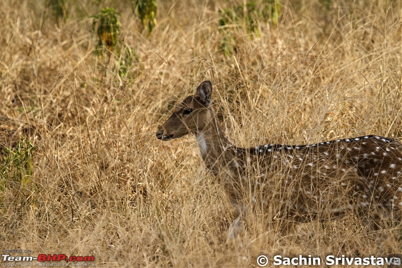 Sariska Tiger Reserve - Land of Tigers? Quick getaway from Gurgaon-img_6724.jpg