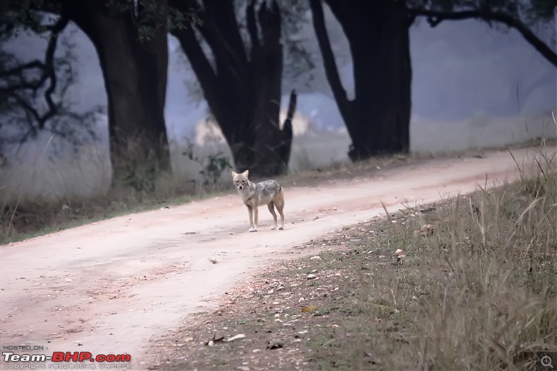 Reflections on Wildlife Addictions "Pench and Kanha National Park"-78.jpg