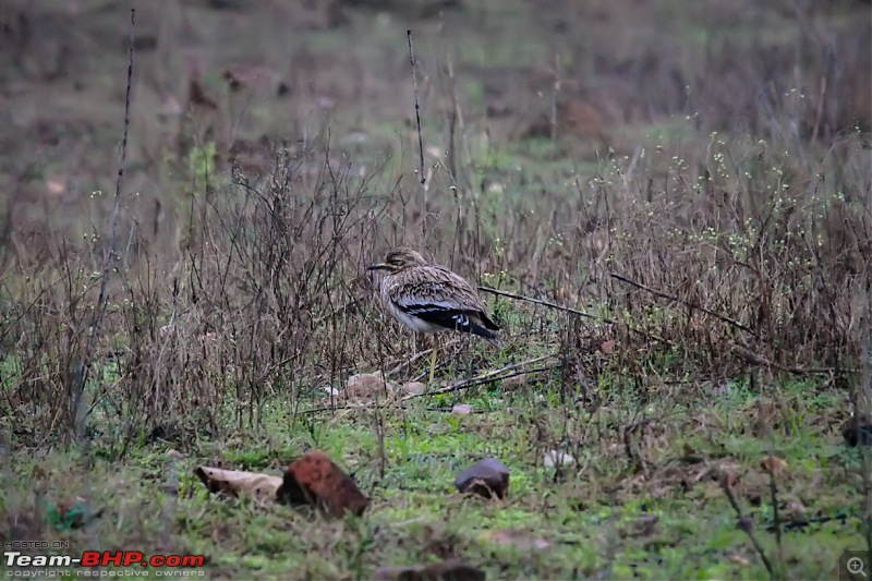 Reflections on Wildlife Addictions "Pench and Kanha National Park"-79.jpg