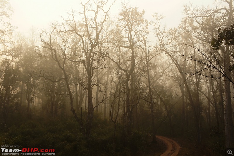 Reflections on Wildlife Addictions "Pench and Kanha National Park"-86.jpg