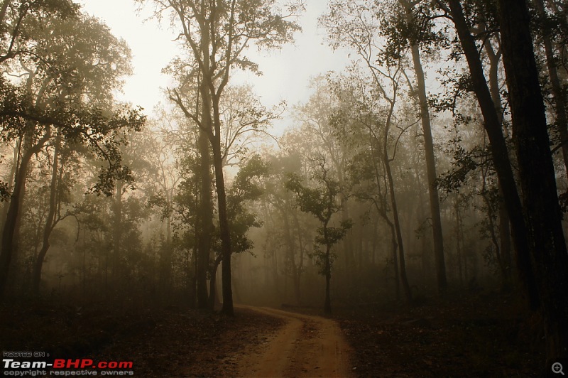 Reflections on Wildlife Addictions "Pench and Kanha National Park"-81.jpg