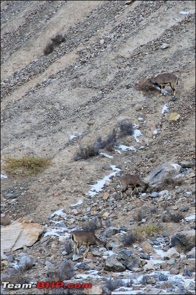 A Royal Enfield Bullet ride, a Flight and a sub-zero Ice Trek! [Zanskar Chadar trek]-img_4299.jpg