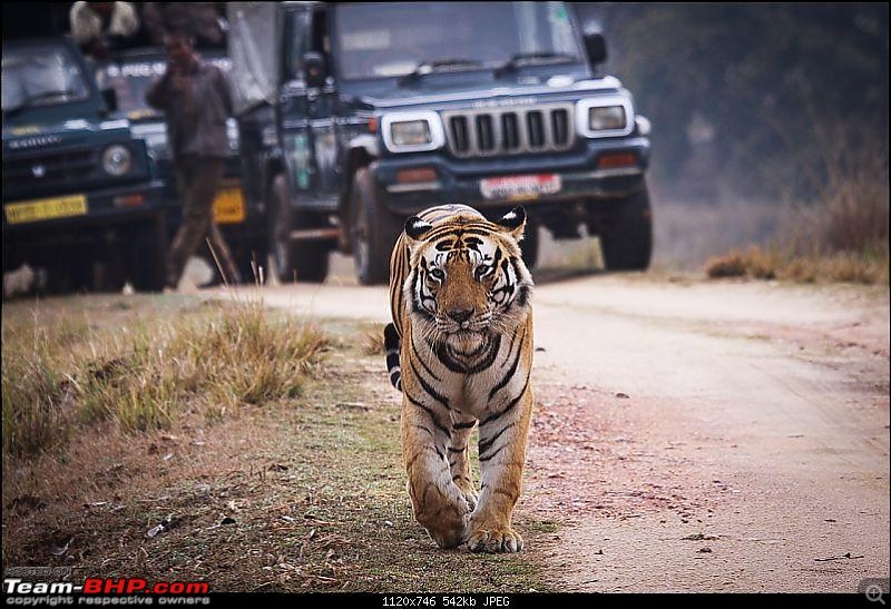 Reflections on Wildlife Addictions "Pench and Kanha National Park"-51.jpg