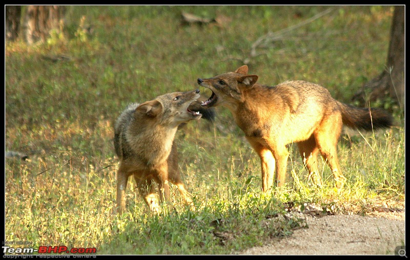 Season 2011-2012 : Independent Tiger monitoring at Pench & Tadoba Tiger reserves-img_9069.jpg