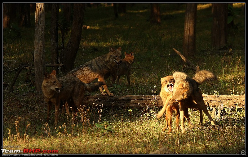 Season 2011-2012 : Independent Tiger monitoring at Pench & Tadoba Tiger reserves-img_9083.jpg