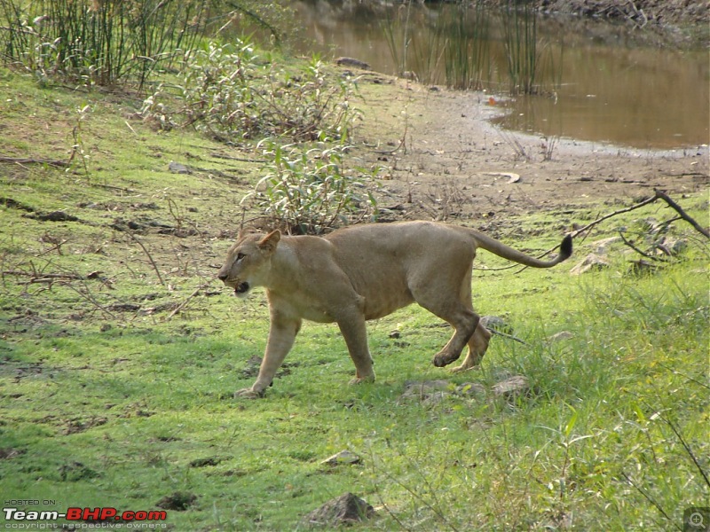 Bannerghatta National Park-dsc07993-medium.jpg