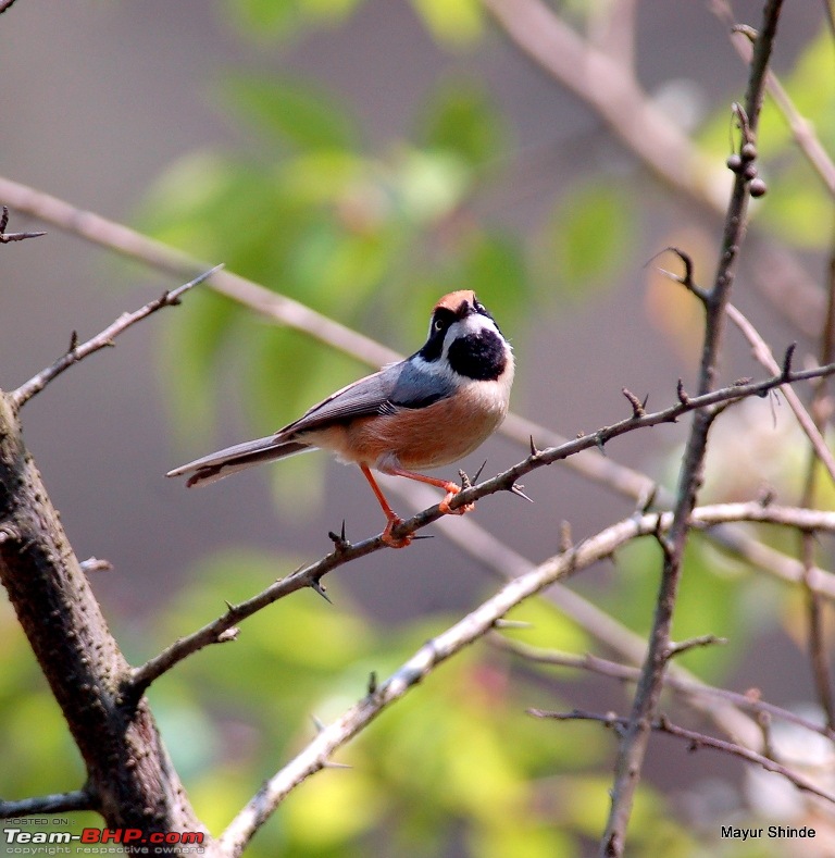 Birding at Sattal, Pangoot, Vinayak and Corbett.-blacktit.jpg