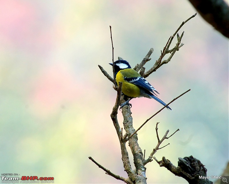 Birding at Sattal, Pangoot, Vinayak and Corbett.-green.jpg