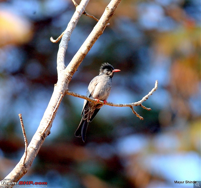 Birding at Sattal, Pangoot, Vinayak and Corbett.-blackbulbul.jpg