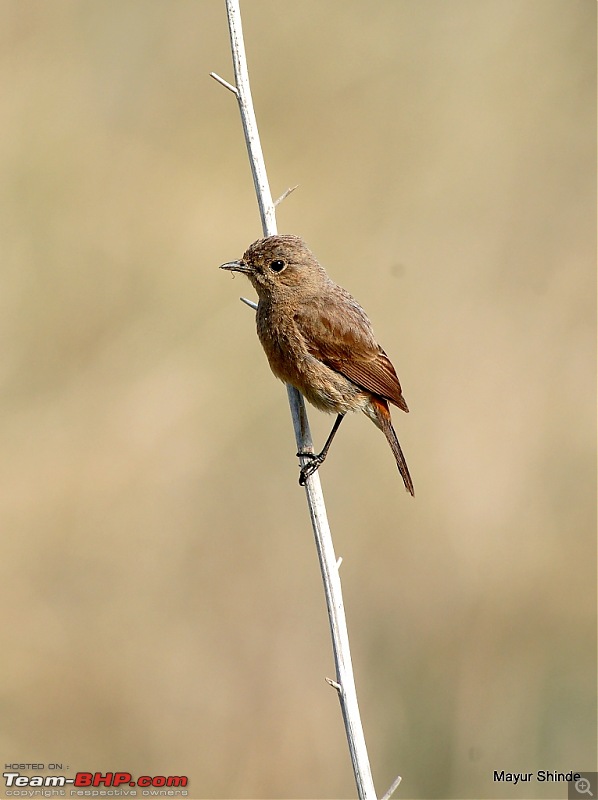 Birding at Sattal, Pangoot, Vinayak and Corbett.-bush.jpg