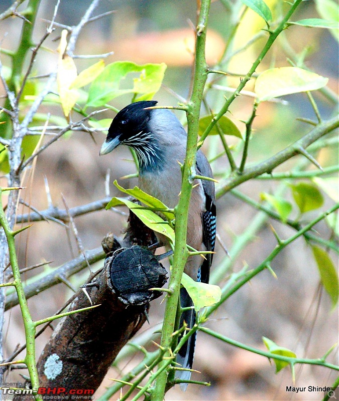 Birding at Sattal, Pangoot, Vinayak and Corbett.-jay.jpg